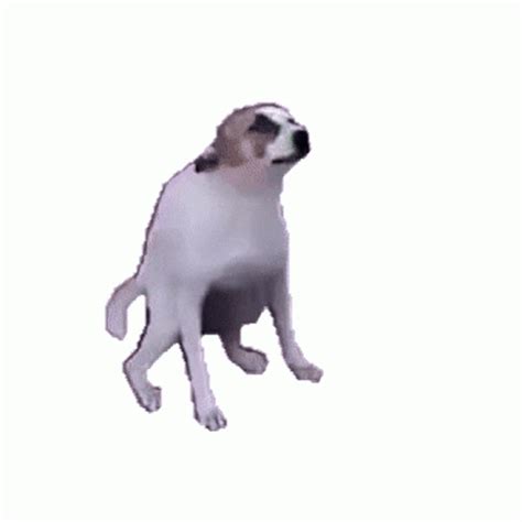 dancing dog meme|dancing dog gif transparent.